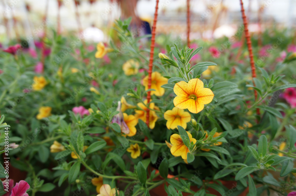 Obraz premium Petunia flowers are planted in pots for sale. The vase can hang and make these flowers a beautiful ornament.