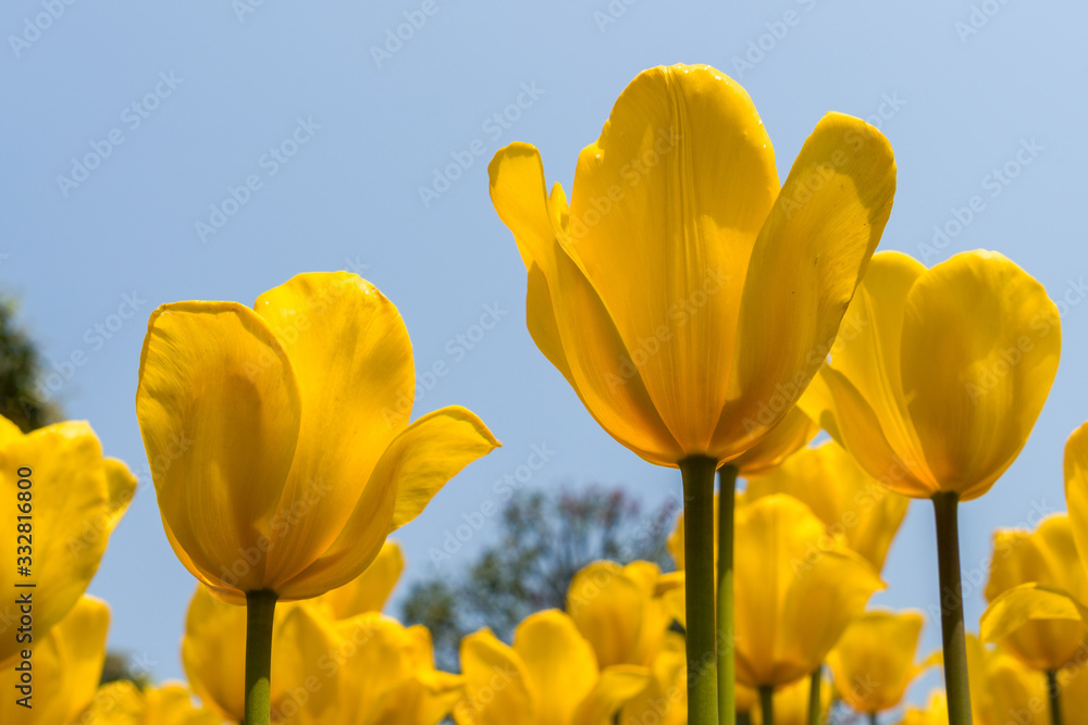 yellow tulips on background of blue sky