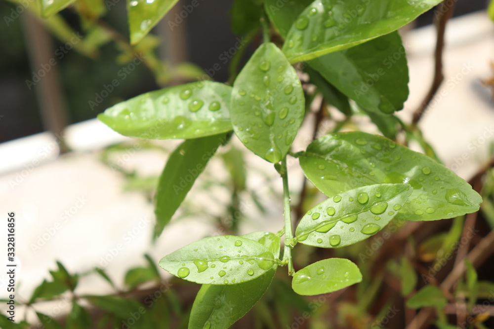 Green leaves of sisilian lemon tree are wet on apartment balcony. Green leaves of sisilian lemon tree are wet on apartment balcony.