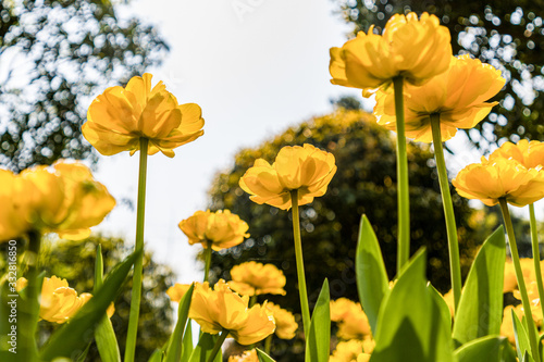 yellow flowers in garden