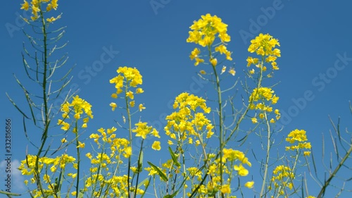 菜の花