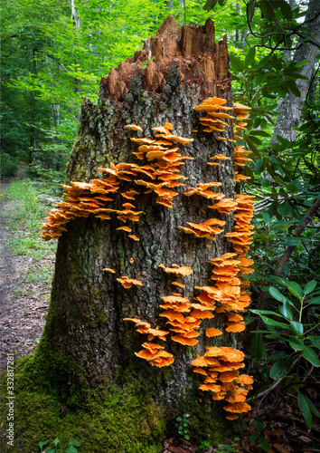 Chicken of The Woods