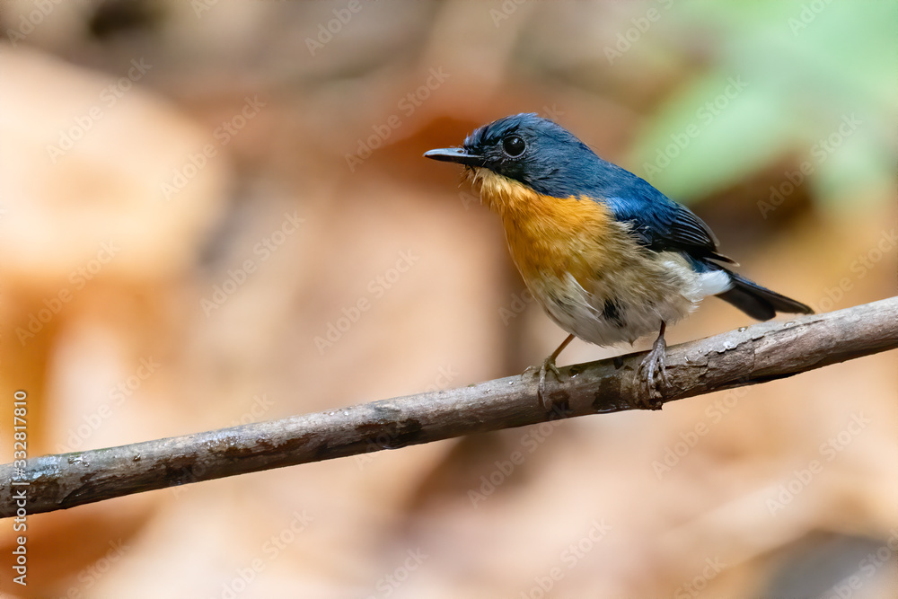 Hill Blue Flycatcher perching on a perch looking into a distance