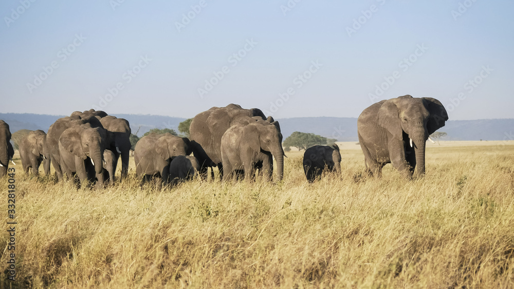 shot of an elephant herd in serengeti np shot of an elephant herd in serengeti np