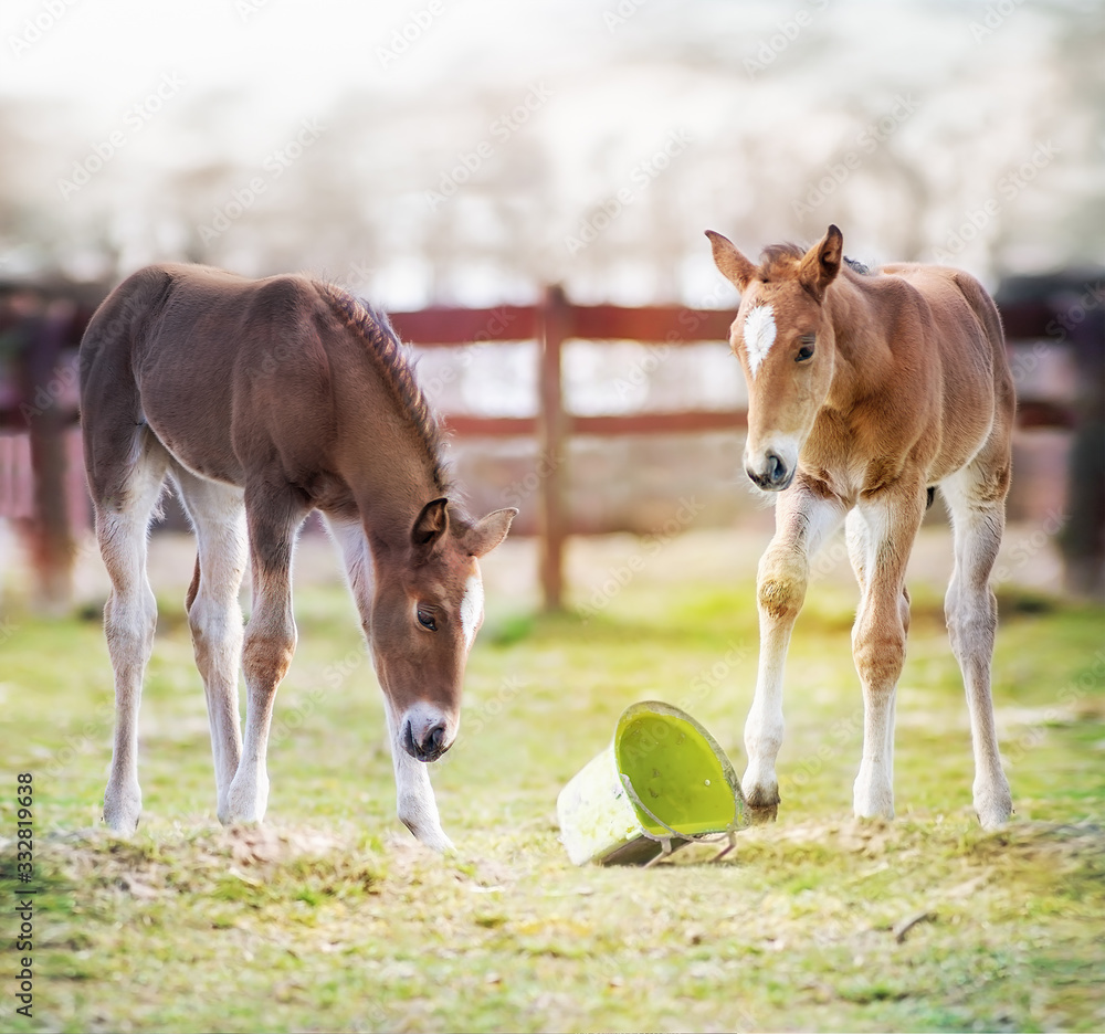 Two foals on the spring grass in the farm yard Two foals on the spring grass in the farm yard