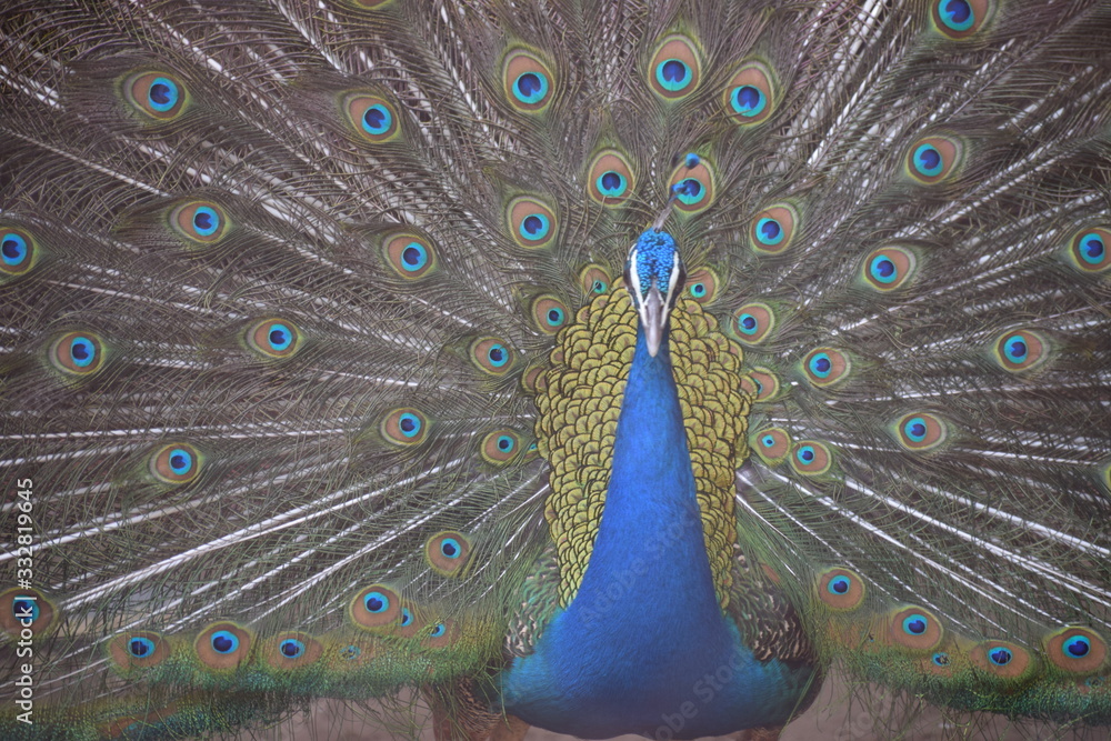 Obraz premium peacocks with feather out