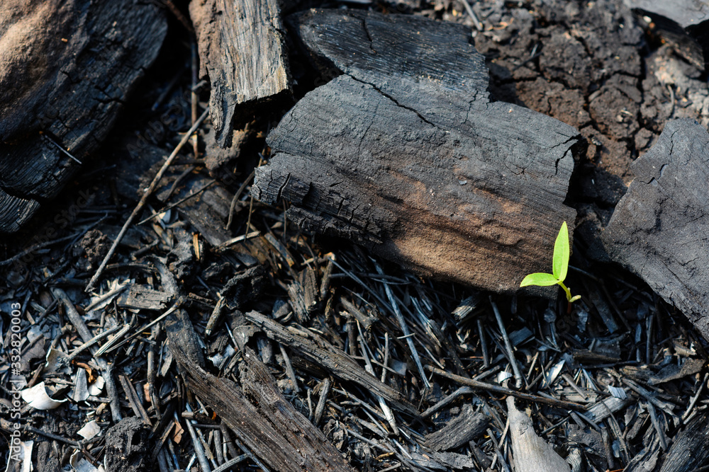 new small plant growing up from burned ground. new small plant growing up from burned ground.