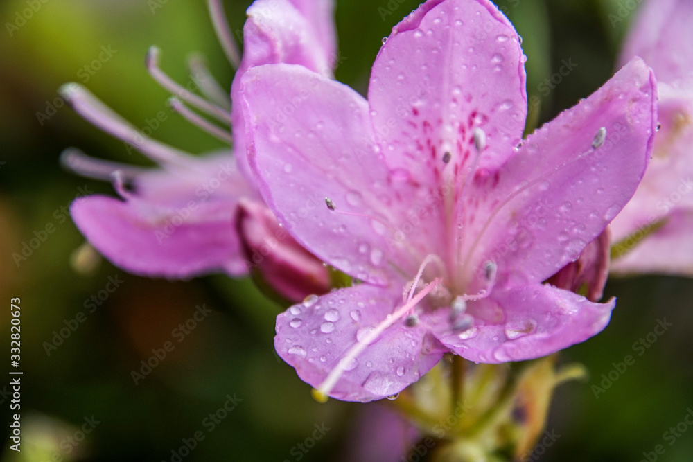 close up of pink flower close up of pink flower