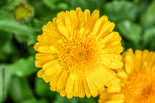 close up of yellow flower