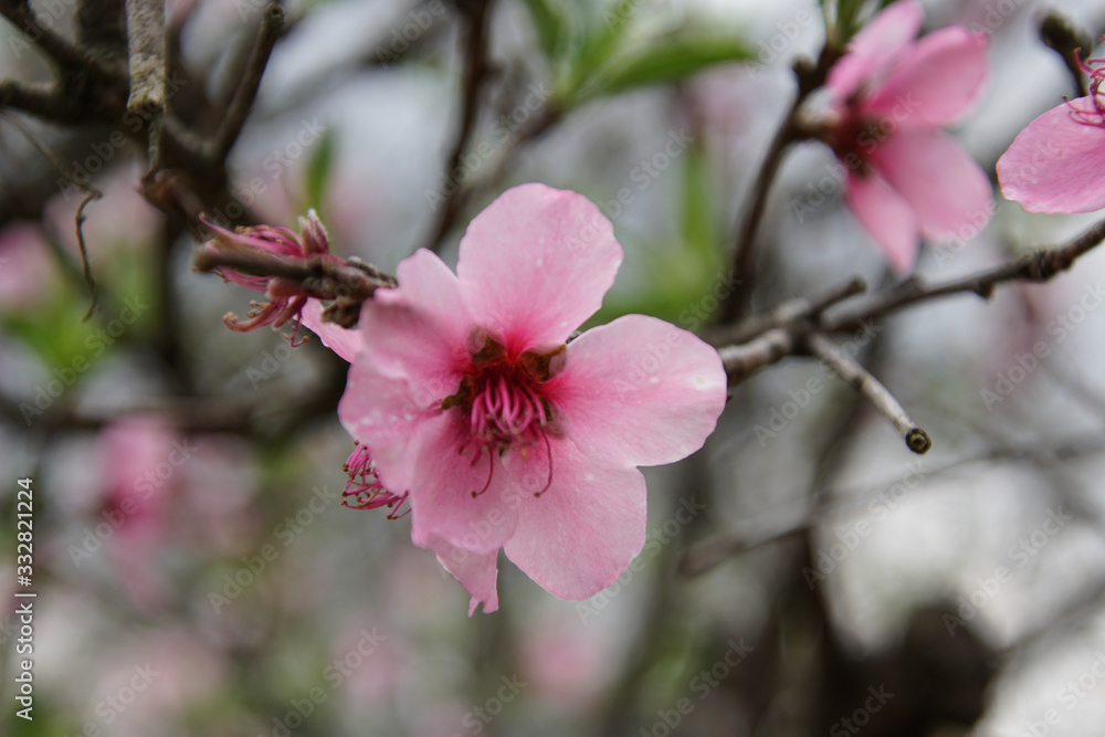 pink flowers of tree pink flowers of tree
