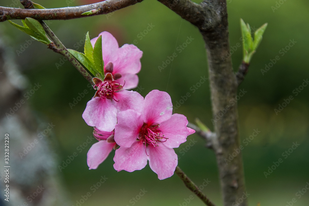 Obraz premium Flowers in a garden