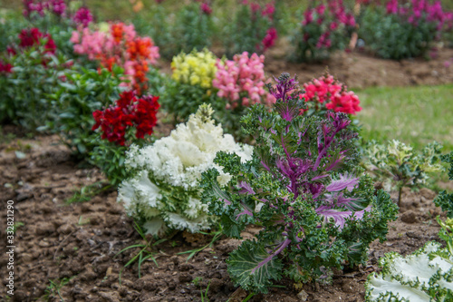 Flowers in a garden