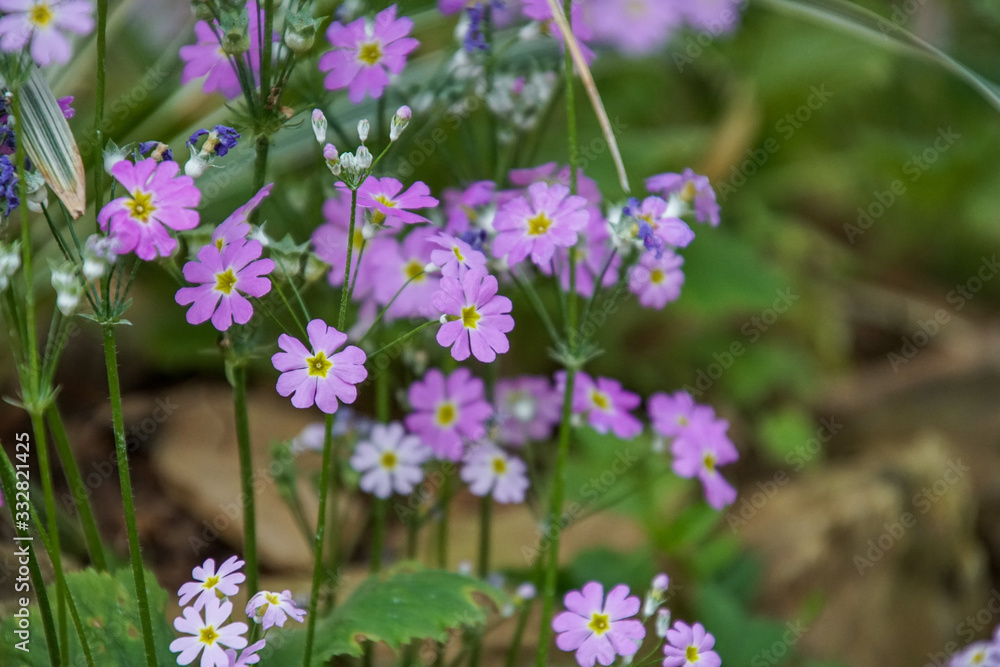 purple flowers in garden