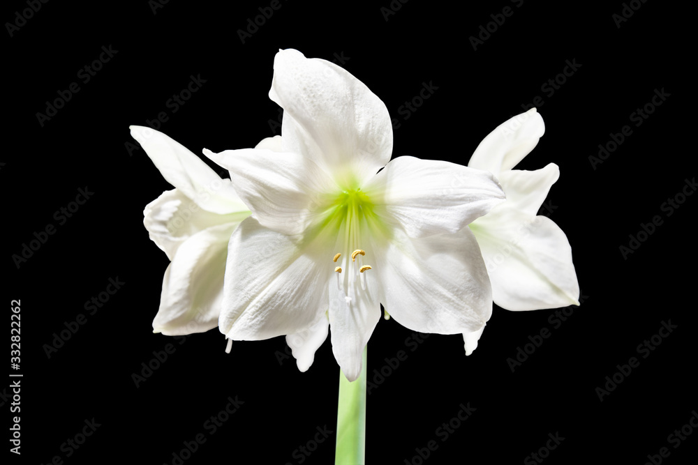 Fototapeta premium Amaryllis Hippeastrum white blooming outdoors, isolated on a black background