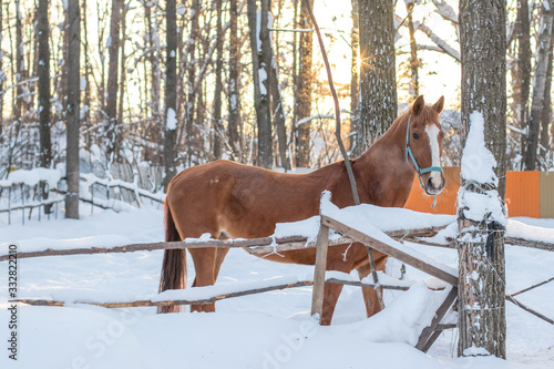 red horse in winter © aleksa3136