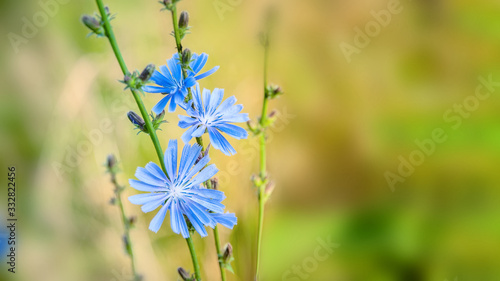 blue flowers of common chicory close up in summer