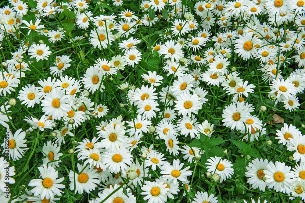 Bright natural spring background of small white chamomile flowers Bright natural spring background of small white chamomile flowers