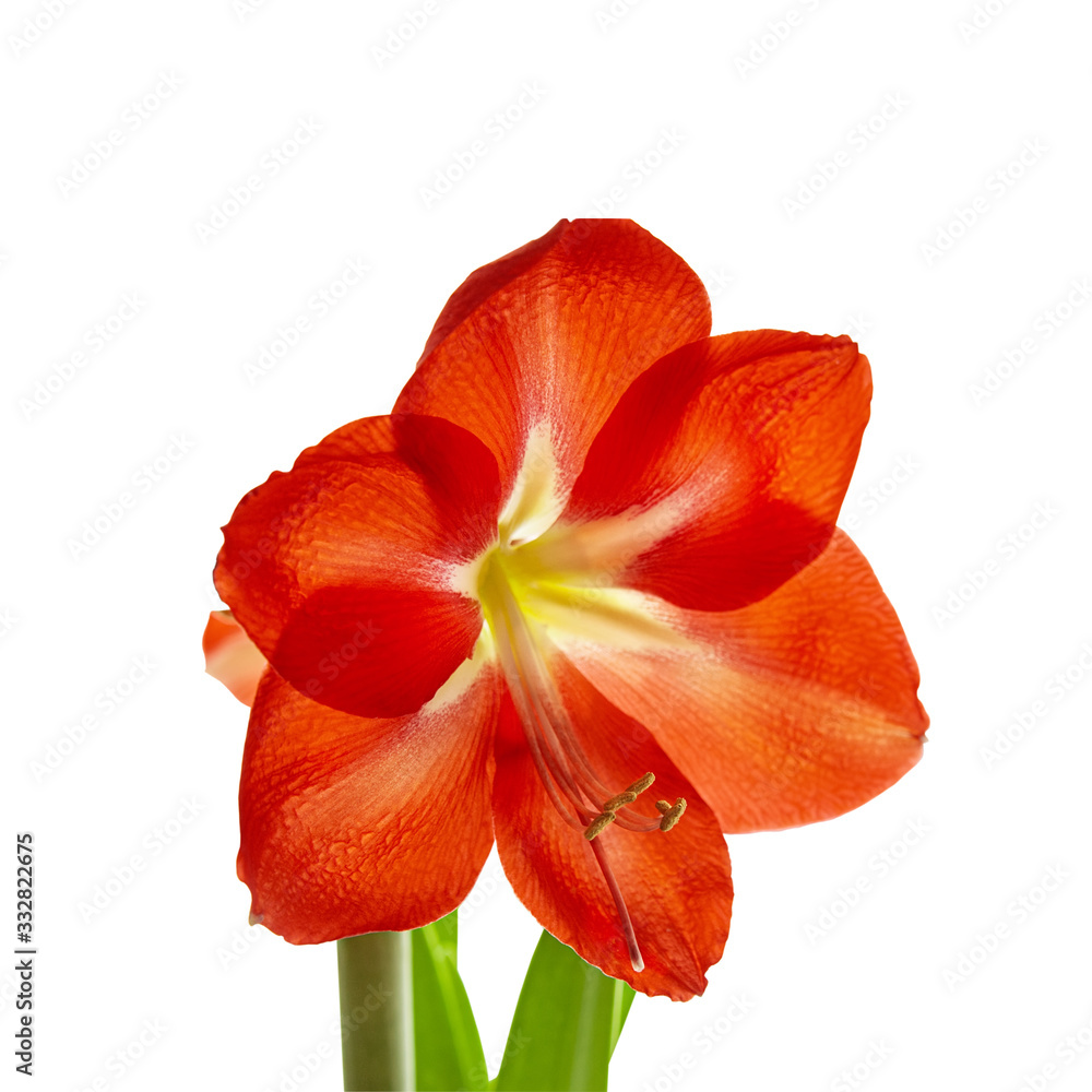 Lovely red Hippeastrum flower isolated on white background. Close up