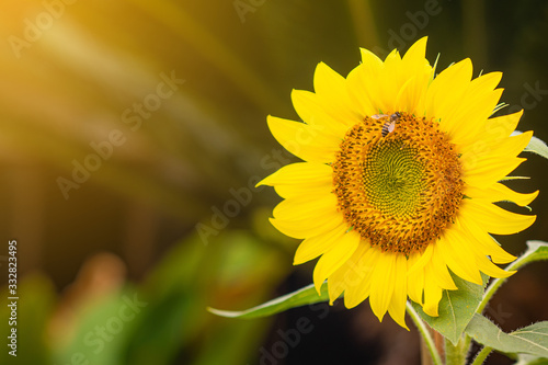 Close-up of sunflower are blooming on sunlight in garden. Space for text