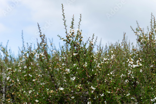 flowers and blue sky