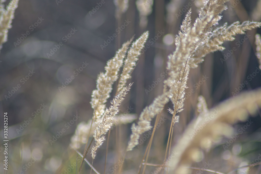 Group of cosmopolitan common reeds on blue sky background, phragmites australis outdoors. Tall stems, selective focus Group of cosmopolitan common reeds on blue sky background, phragmites australis outdoors. Tall stems, selective focus