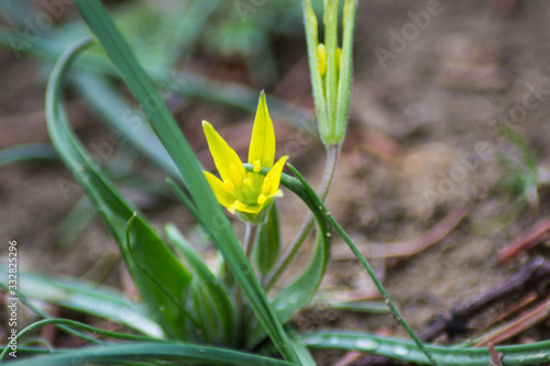 Yellow star of Bethlehem  Gagea lutea . Early yellow spring flower in the garden  wild flower in the garden
