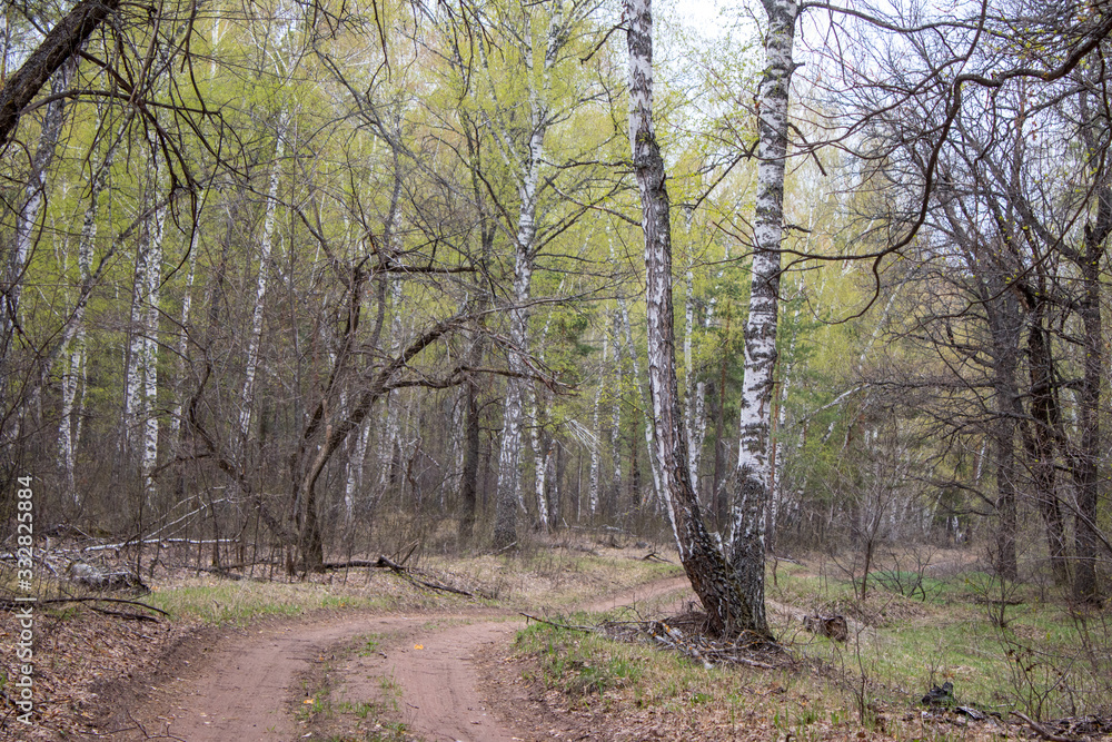 Obraz premium mixed forest