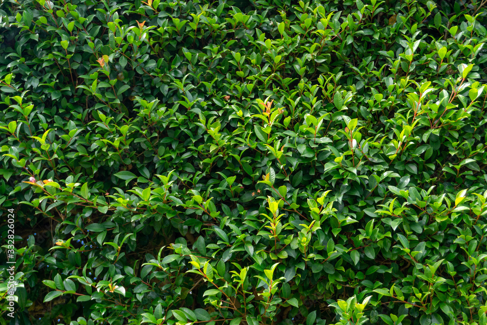 Obraz premium Green leaves