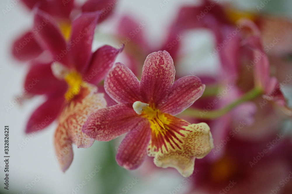 leaves of a young Orchid of bright color against the background of the same types of flowers