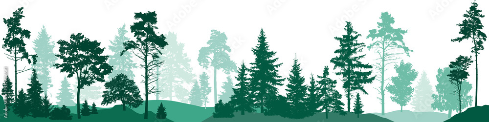 Obraz premium Fir trees forest. Isolated on white background. Vector illustration