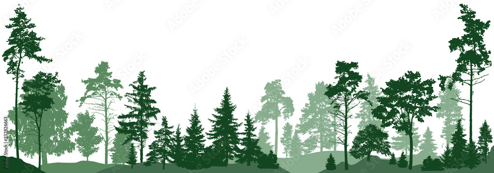 Forest trees. Isolated on white background. Vector illustration