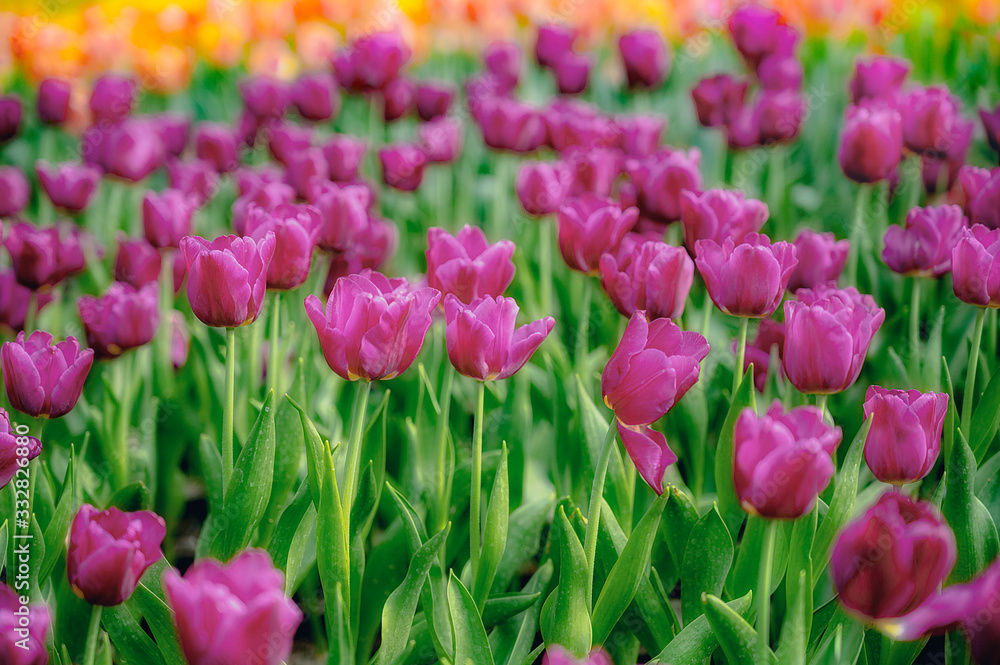 Beautiful tulips in the garden