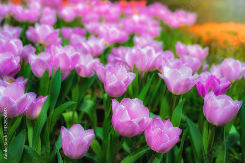 Fototapeta Naklejka Na Ścianę i Meble -  Beautiful pink tulips in the garden