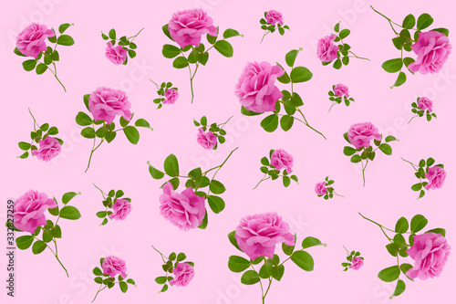 rose flower seamless pattern. Floral background.Pink roses  on a  pink background.