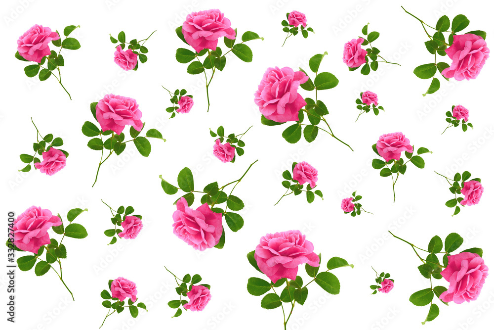 rose flower seamless pattern. Floral background.Pink roses on a white background. rose flower seamless pattern. Floral background.Pink roses on a white background.