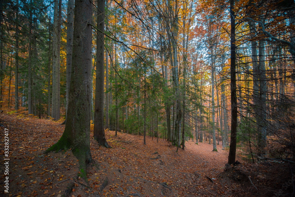 Fototapeta premium Forest view during an autumn day
