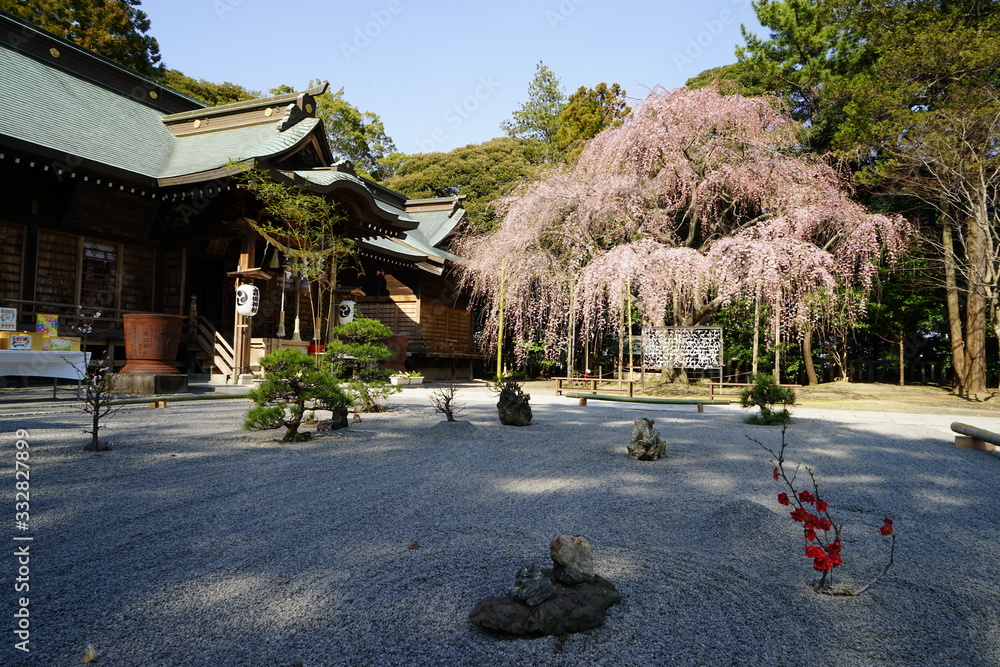 Fototapeta premium 吉田神社 しだれ桜