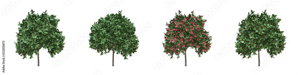 Japanese camellia young grown real trees isolated on alpha channel with black and white luminance matte. Camellia japonica in all seasons.3d rendering for digital composition.