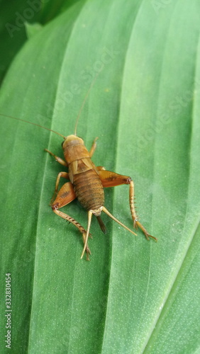 grasshopper on a leaf