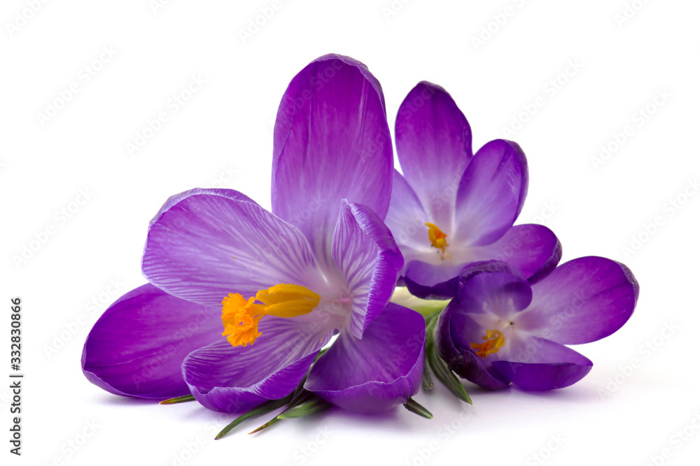 crocus - one of the first spring flowers crocus - one of the first spring flowers