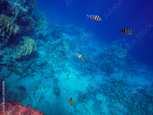 Fototapeta Naklejka Na Ścianę i Meble -  the underwater world of the Red Sea, living corals, coral fish