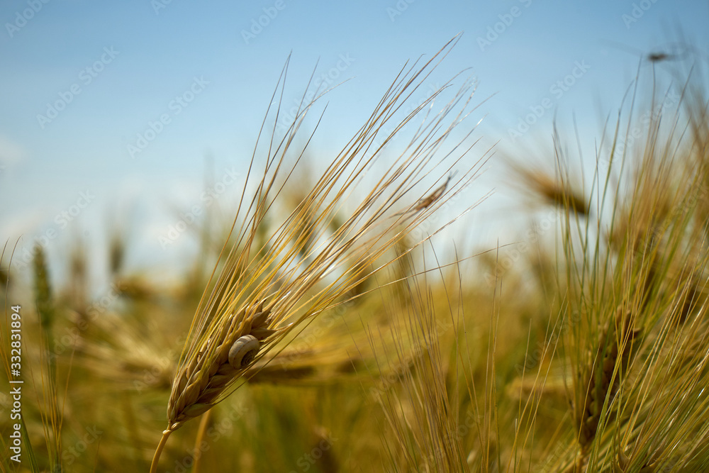 Spikelets of wheat in the sunlight. Yellow wheat field Spikelets of wheat in the sunlight. Yellow wheat field