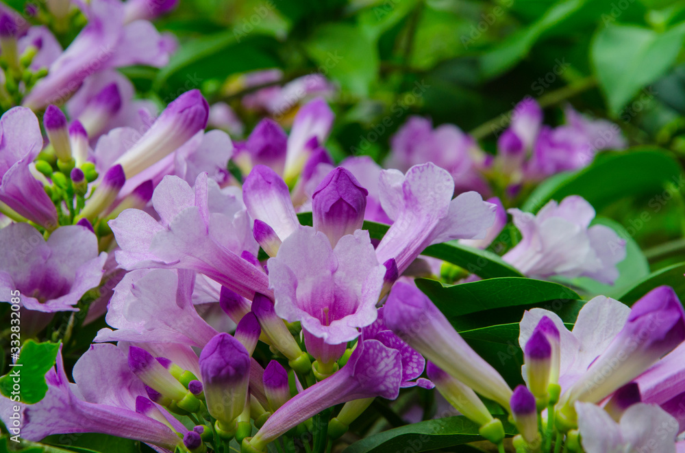 Fresh and clear violet flowers of garlic vine Fresh and clear violet flowers of garlic vine