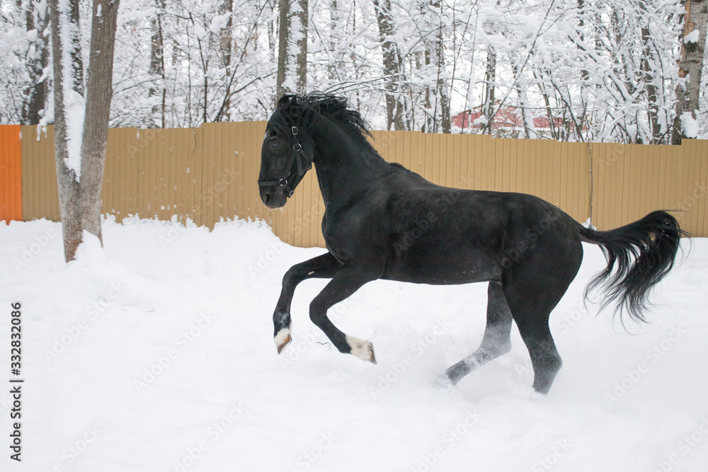 black horse in motion