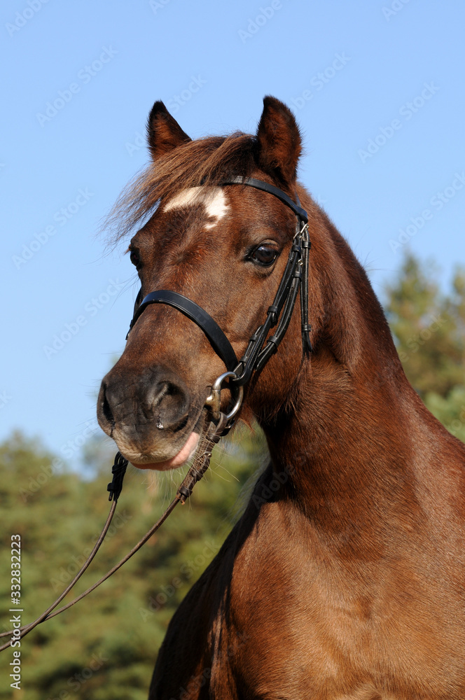 Obraz premium Welsh Pony