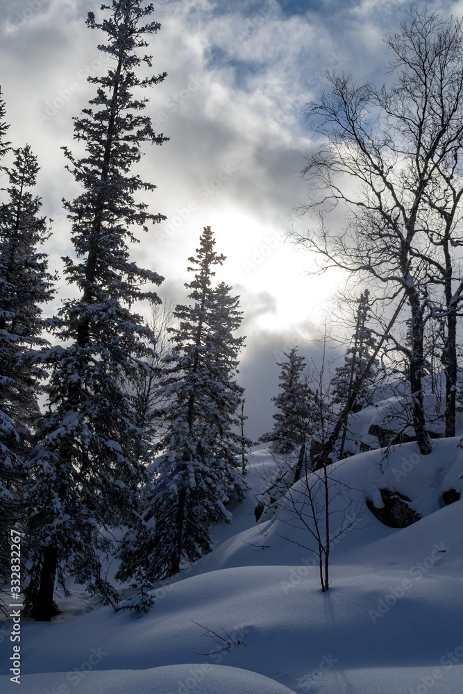 Winter landscape. Mountain spruce forest Winter landscape. Mountain spruce forest