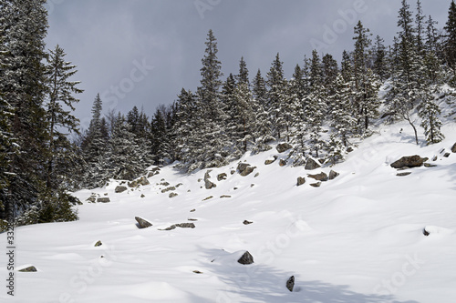 Winter landscape. Mountain spruce forest 