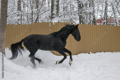 black horse in motion