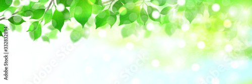 新緑　葉　緑　背景
