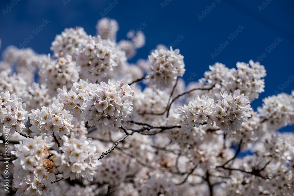 White Japanese cherry tree flowers over blue sky White Japanese cherry tree flowers over blue sky